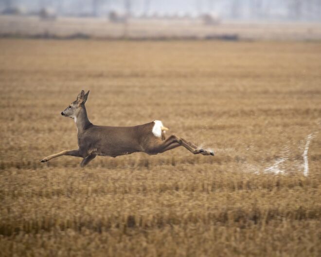 CAPRIOLO IN VOLO