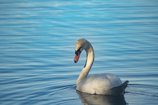 CIGNO REALE