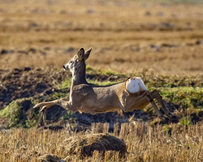 capriolo1