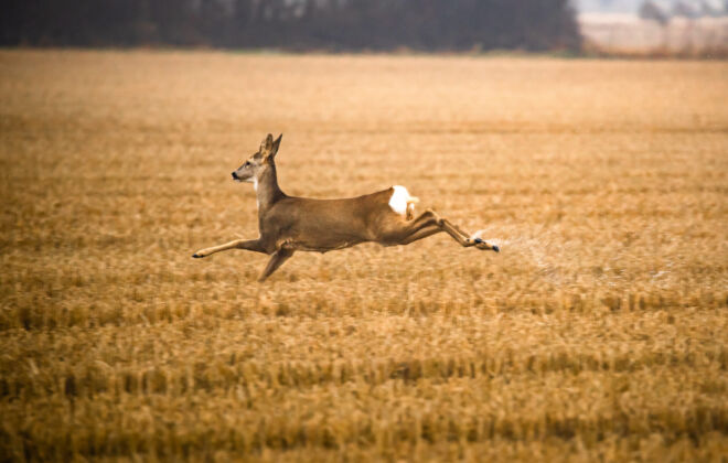 CAPRIOLO IN VOLO-2