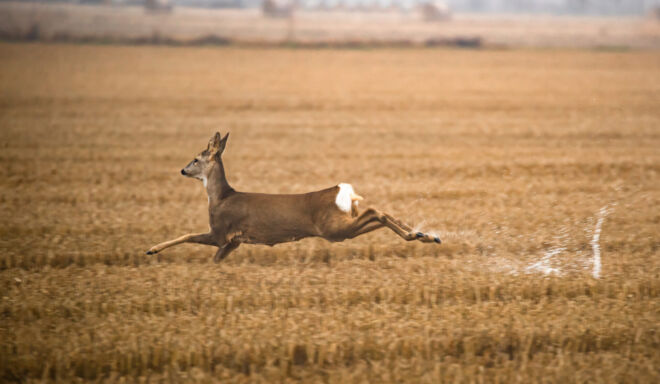 CAPRIOLO IN VOLO
