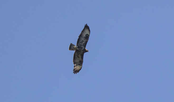 aquila_6