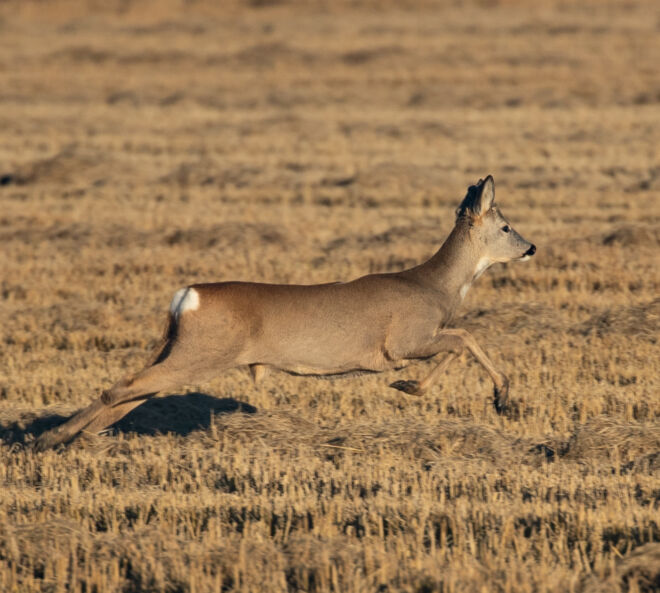 caprioli-9