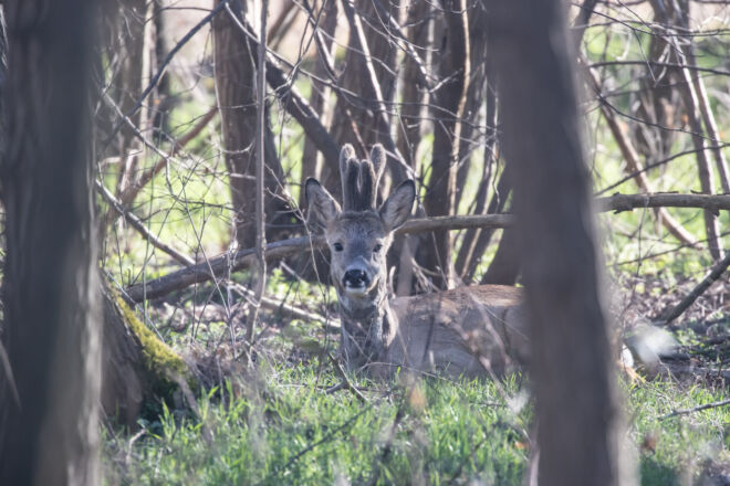 capriolo-12