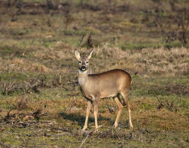 capriolo-2