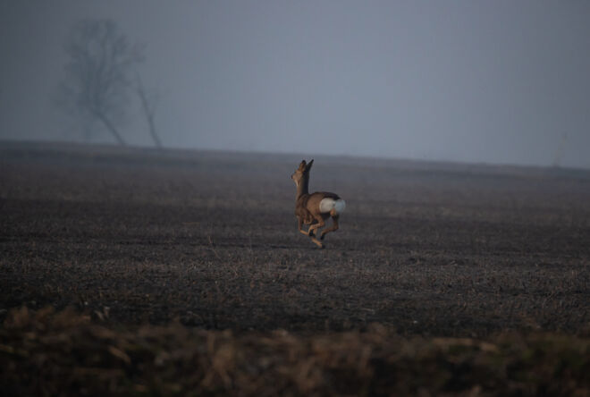 capriolo-7