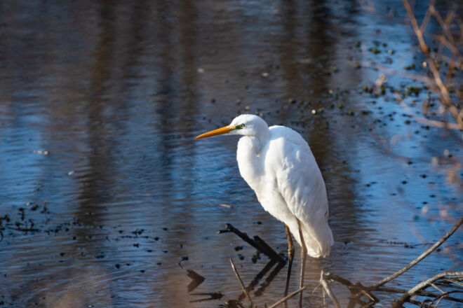 heron-2