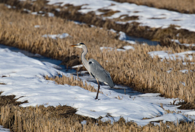 heron